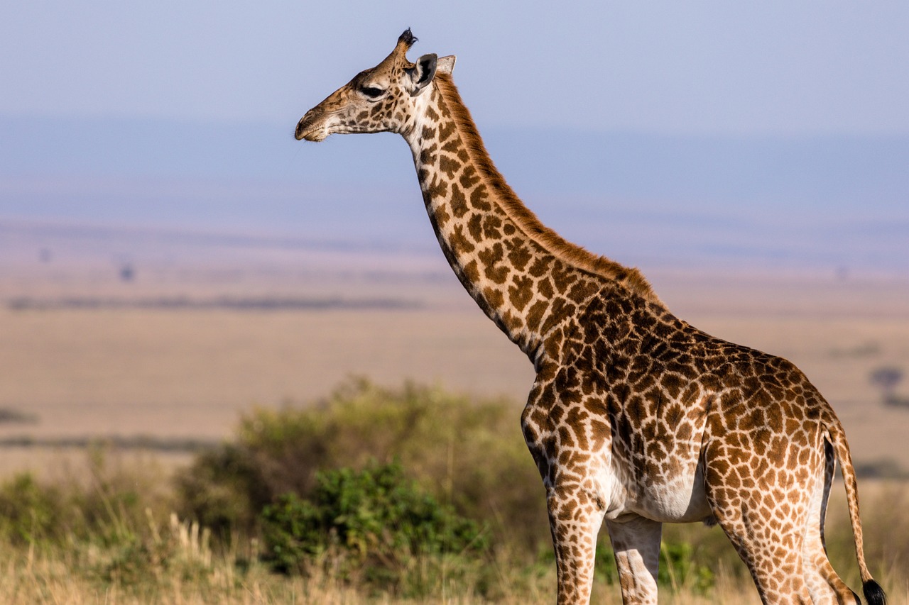 Oggi è la Giornata Mondiale della Giraffa: proteggiamole dall'estinzione.